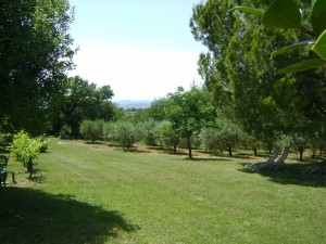 Parc arboré, champs d'oliviers et vue sur les Cévennes